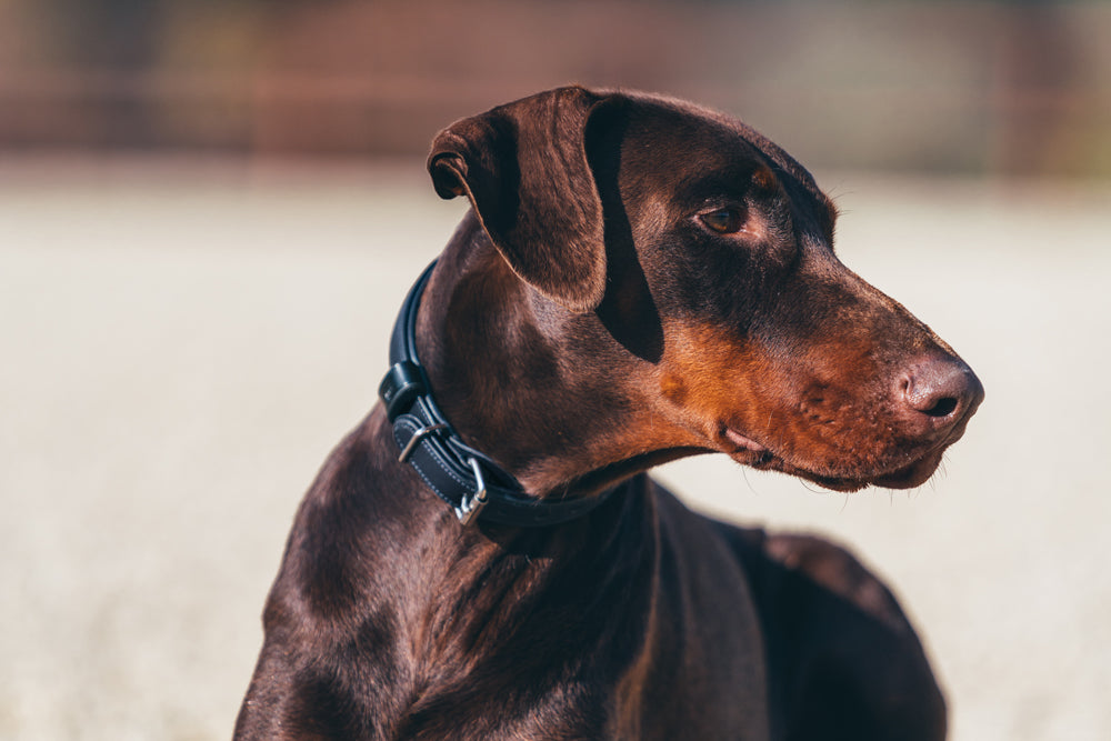 Dog in dog collar midnight blue