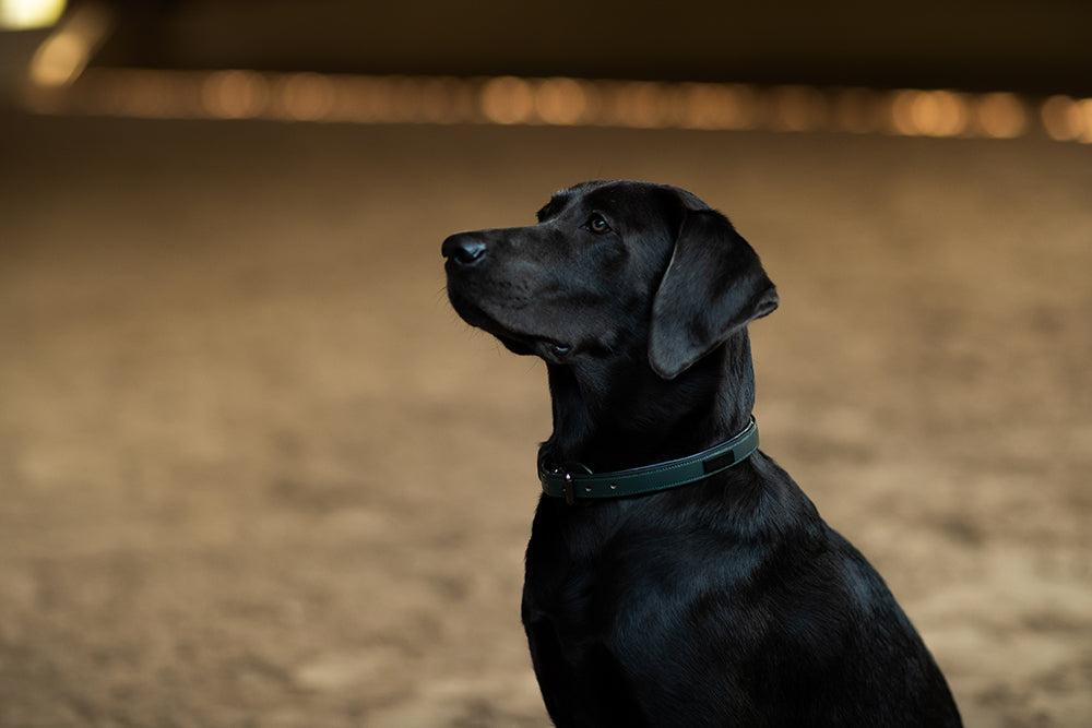 Dog Collar Clean Sycamore Green
