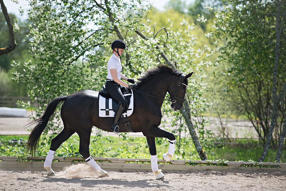 Dressage Saddle Pad No Boundaries White Full