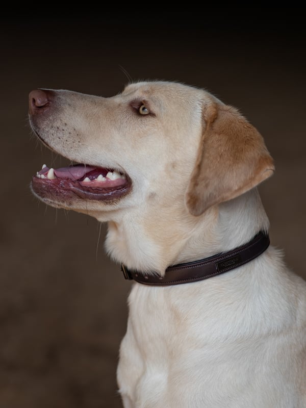 Dog Collar Clean Amaranth vue 2