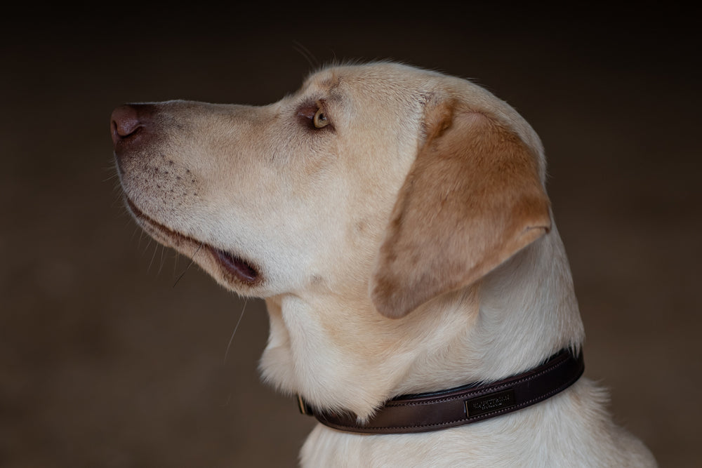 Dog Collar Clean Amaranth vue 3