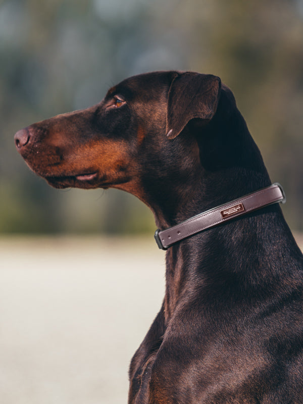 Dog Collar Clean Anemone vue 2