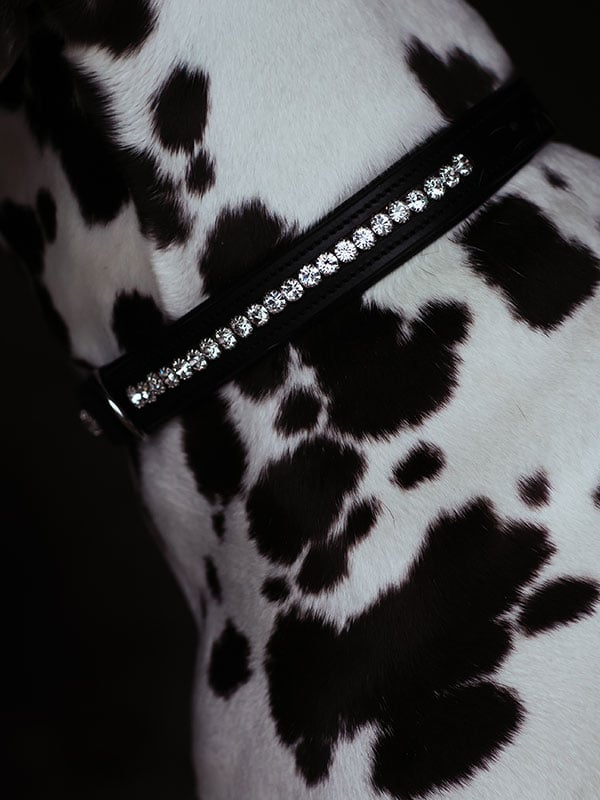 Dog Collar Black Edition vue 2