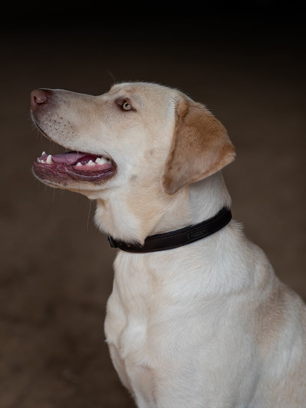 Dog Collar Clean Black Raven vue 2