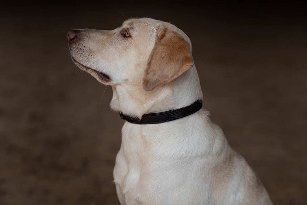 Dog Collar Clean Black Raven
