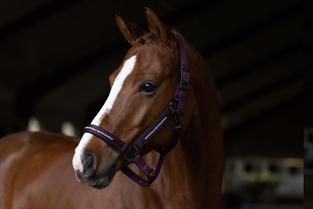 Clean Halter Black Raven vue 5