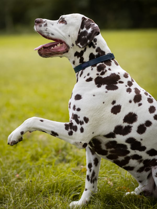 blue-meadow-dog-collar-hundhalsband-hundehalsband-hondenhalsband-hov
