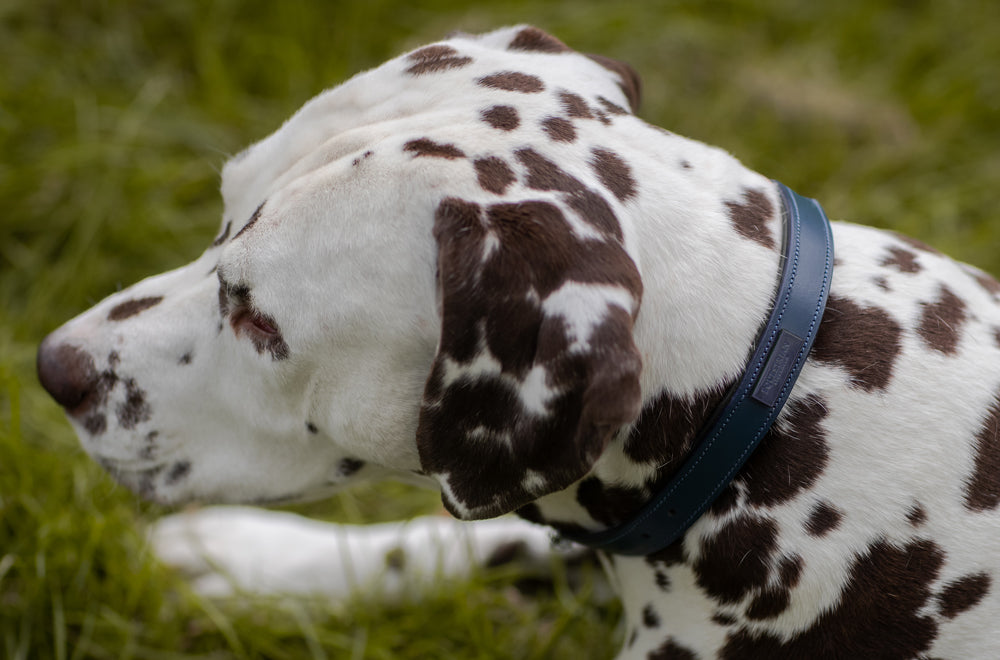 blue-meadow-dog-collar-hundhalsband-hundehalsband-hondenhalsband-on2 vue 4