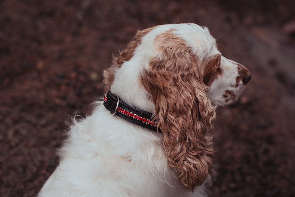 Dog Collar Bordeaux vue 5