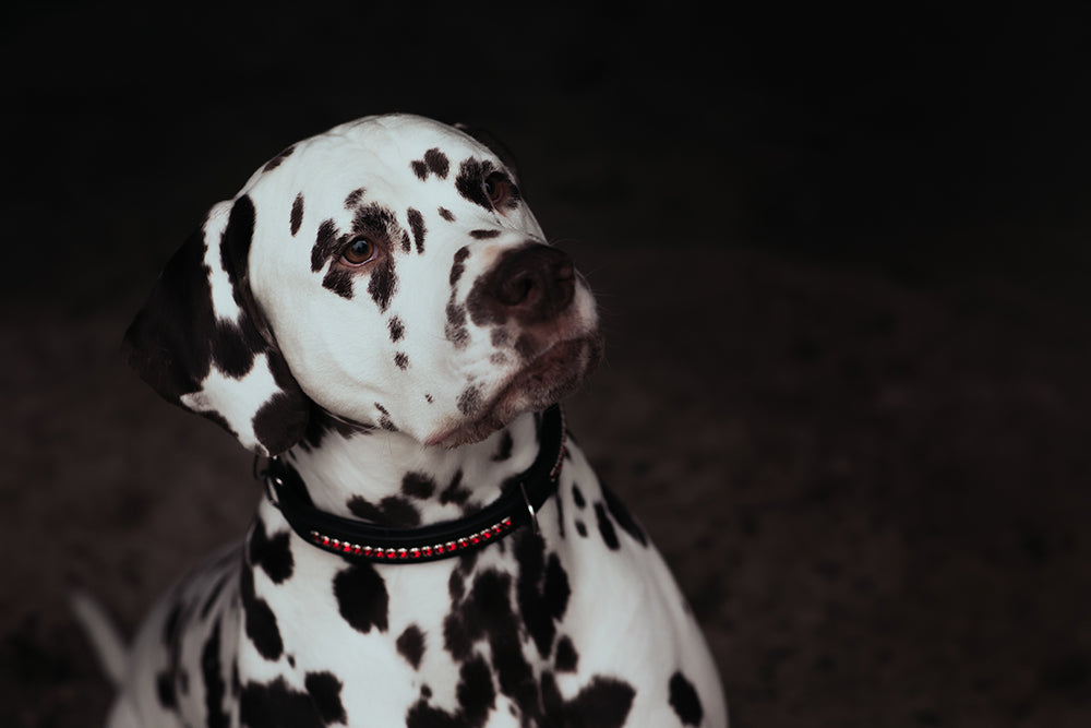 Dog Collar Bordeaux vue 4