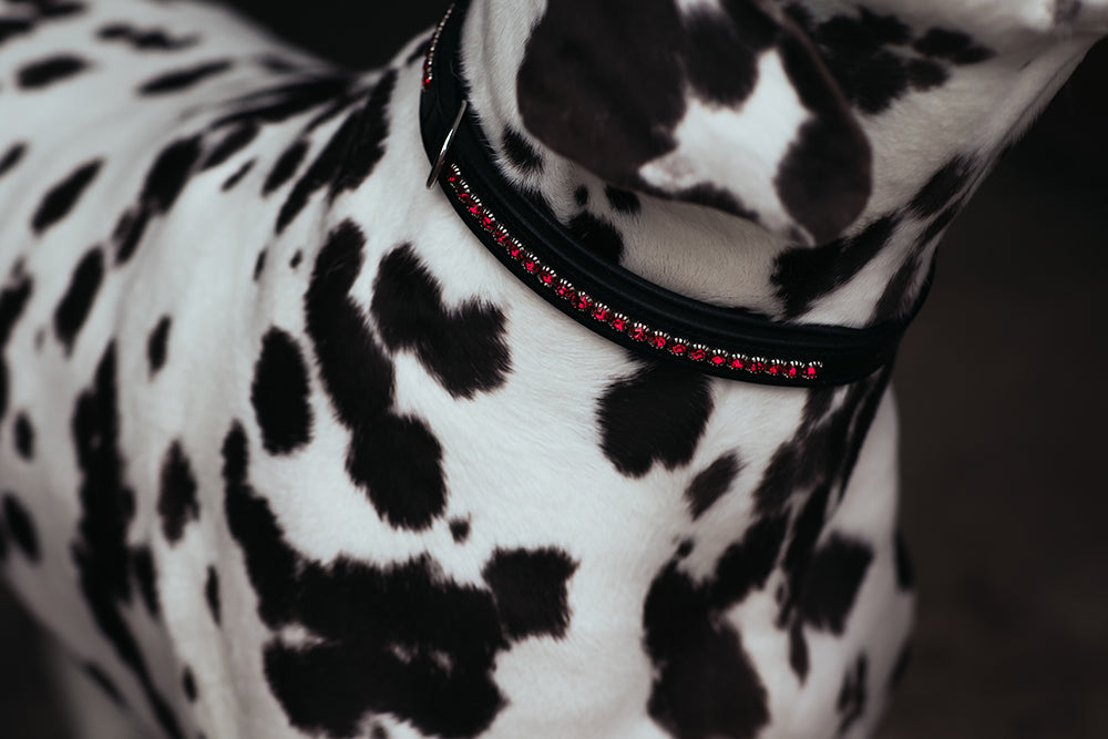 Dog Collar Bordeaux vue 3