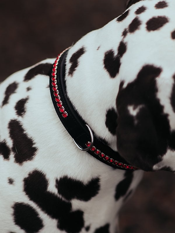 Dog Collar Bordeaux vue 2