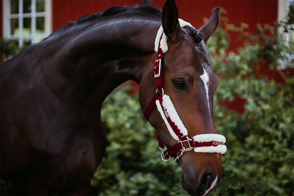 Fur Halter & Lead Rope Bordeaux vue 5