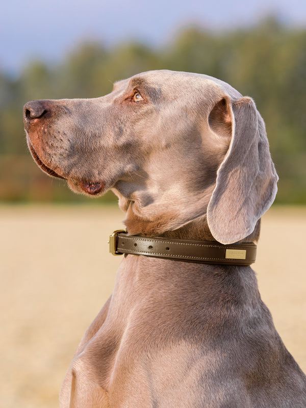 Dog Collar Clean Champagne