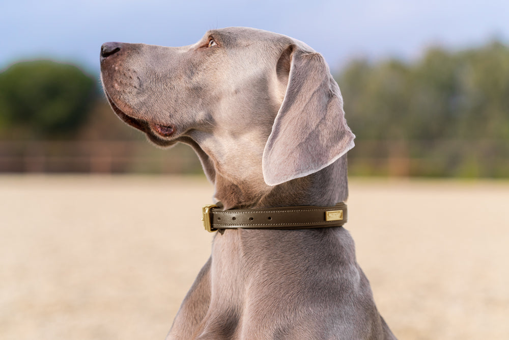 Dog Collar Clean Champagne vue 3