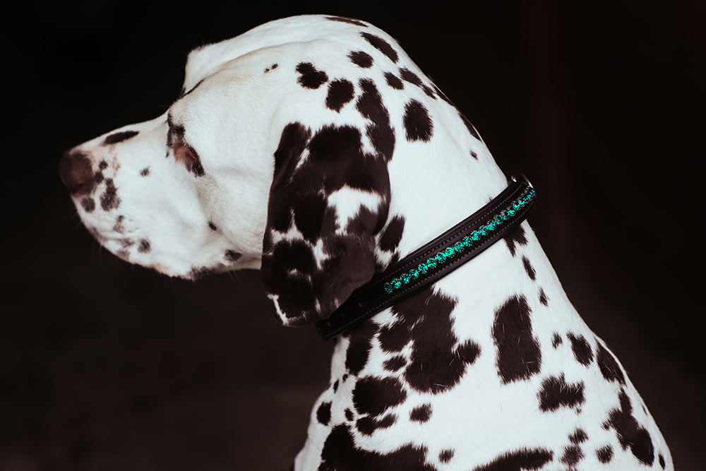 Dog Collar Deep Olivine vue 3