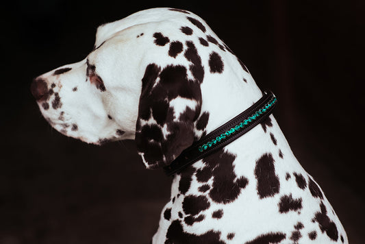 Dog Collar Deep Olivine