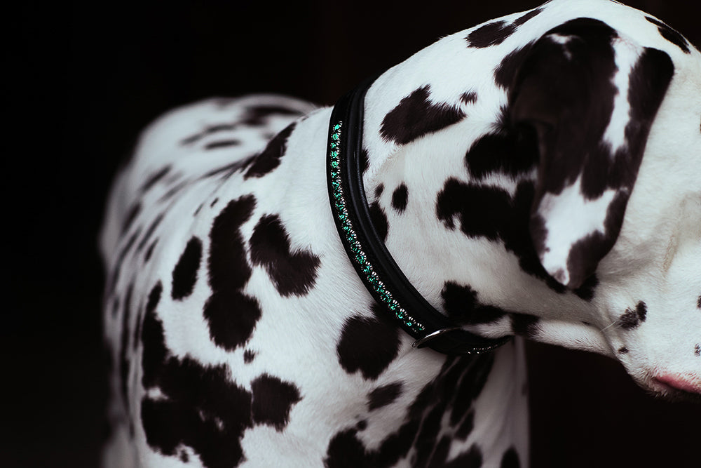 Dog Collar Deep Olivine