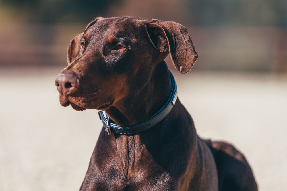 Dog in dog collar midnight blue