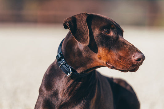 Dog in dog collar midnight blue