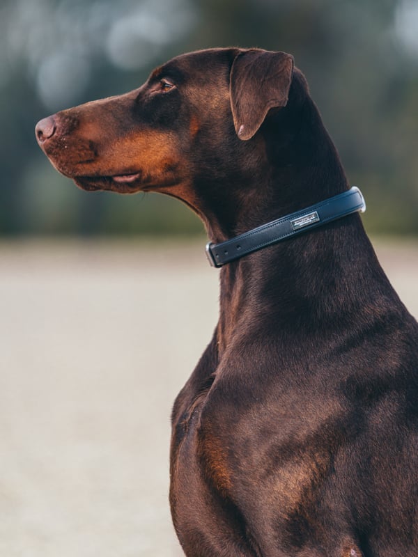 Dog in dog collar midnight blue vue 2