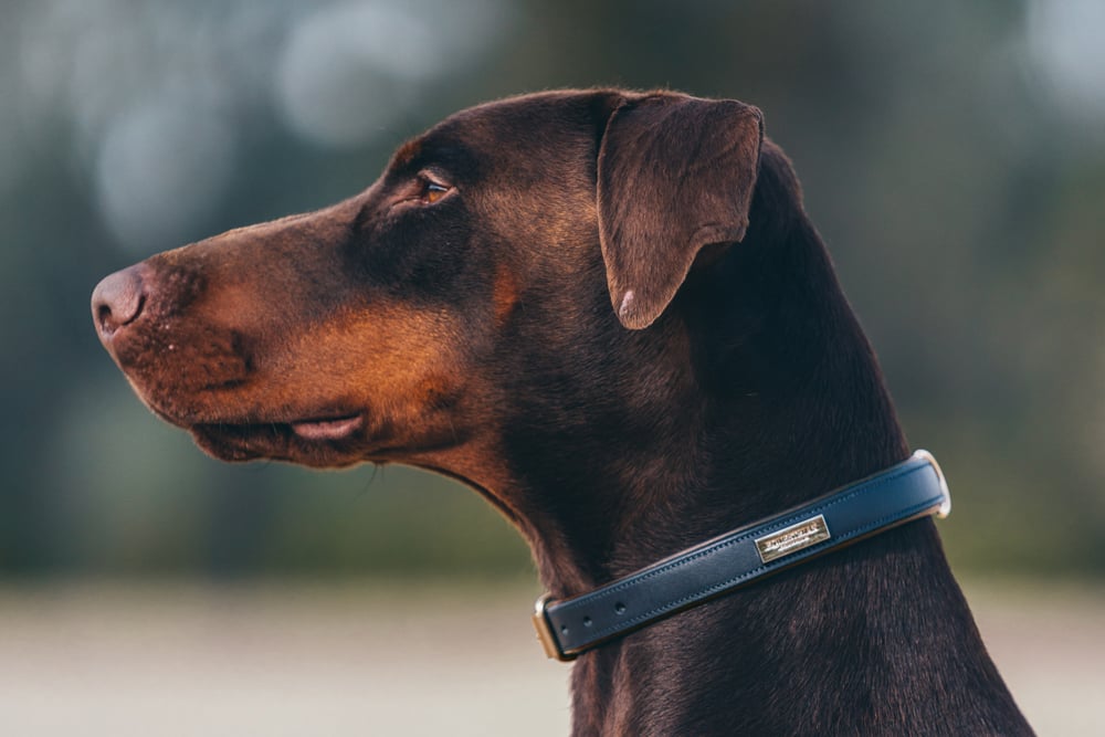 Dog Collar Clean Royal Classic vue 3