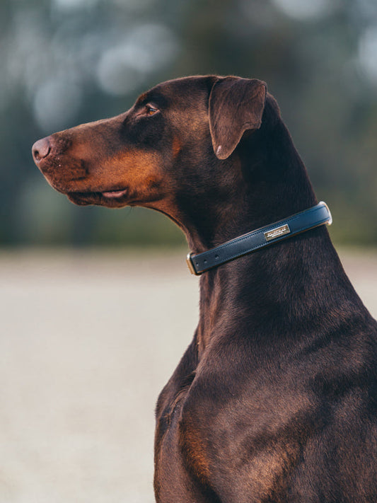Dog Collar Clean Royal Classic