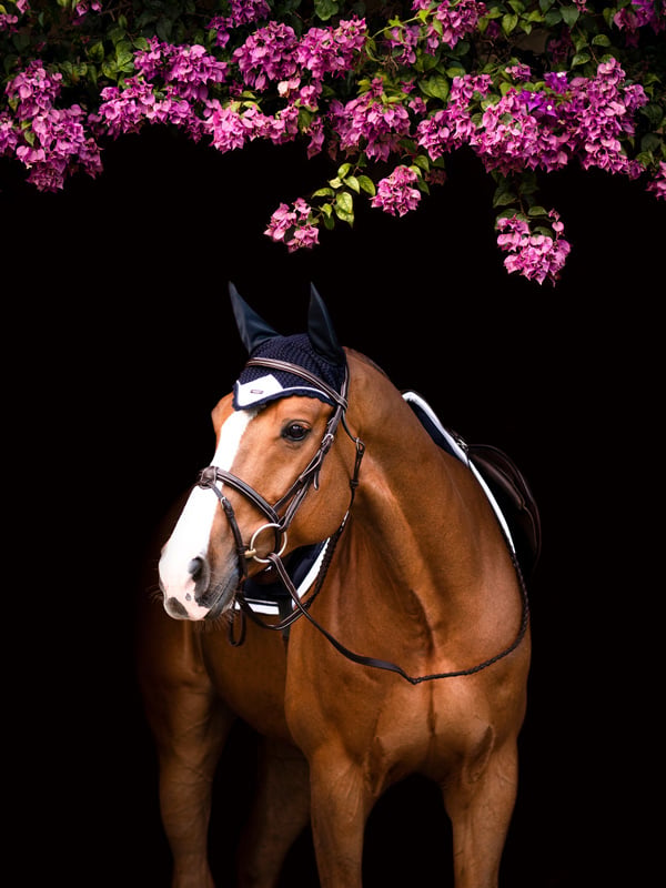 Ear Bonnet Midnight White Edge