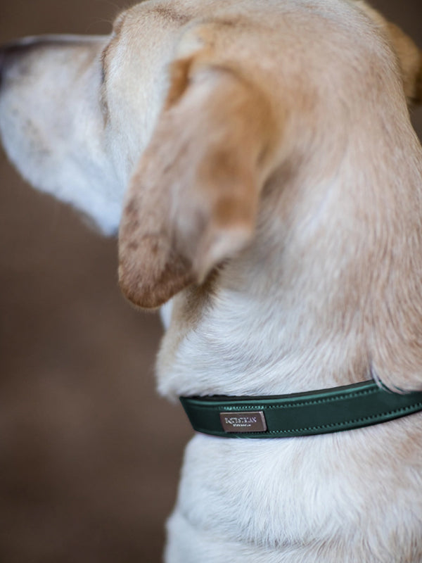 Dog Collar Clean Emerald vue 2