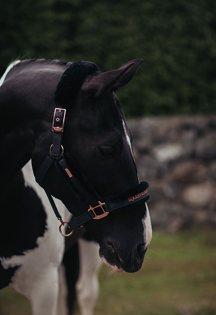 Fur Halter & Lead Rope Dark Sky vue 3