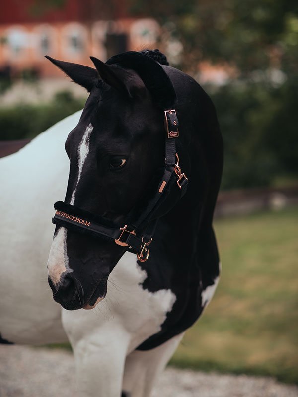 Fur Halter & Lead Rope Dark Sky vue 2