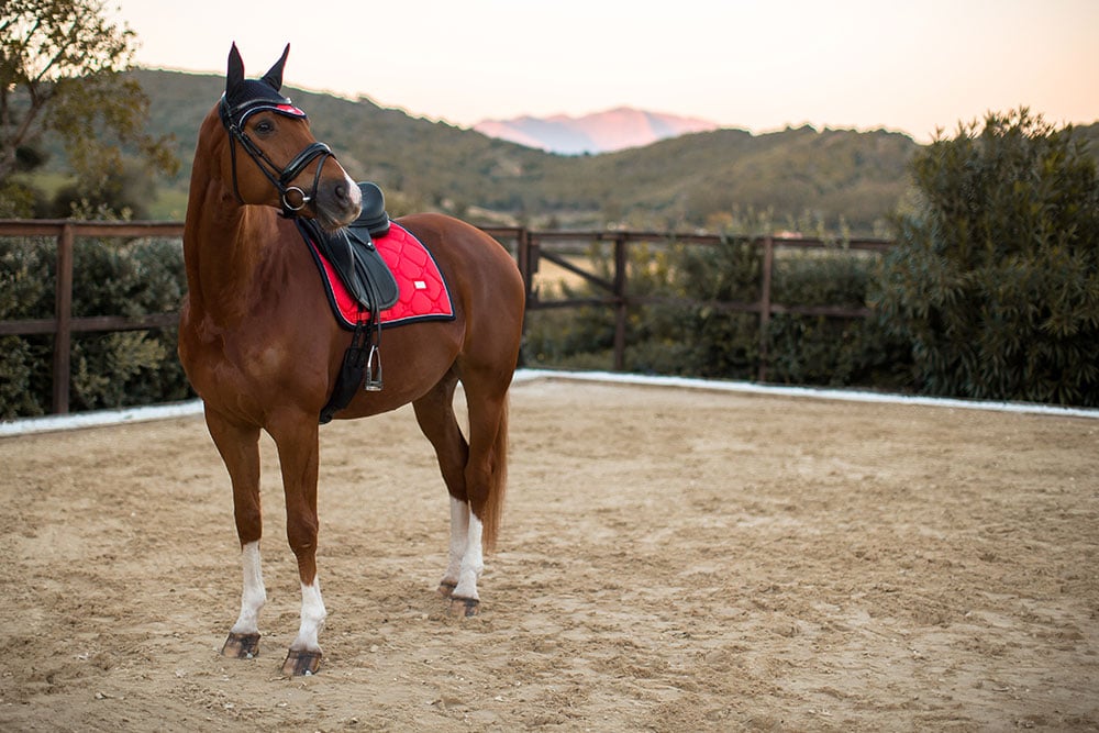 Dressage Saddle Pad Grenadine Full