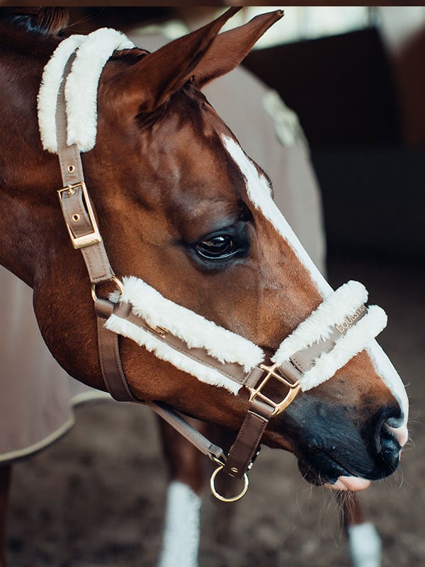 Fur Halter & Lead Rope Champagne vue 2