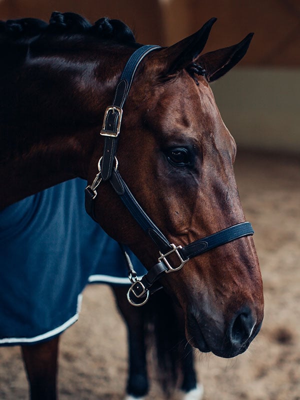 Leather Halter & Lead Chain Navy Silver vue 2