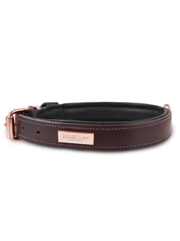 Dog Collar Clean Moonless Night