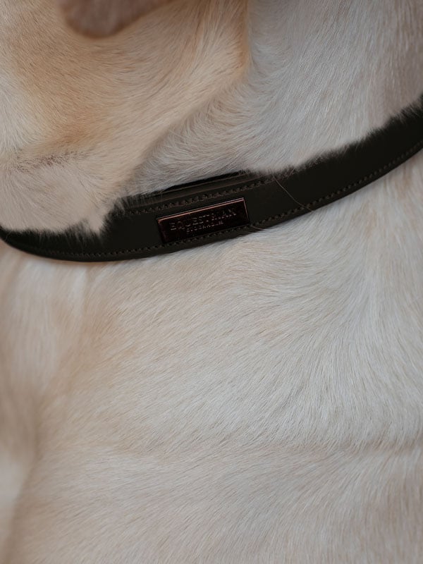 Dog Collar Clean Moonless Night