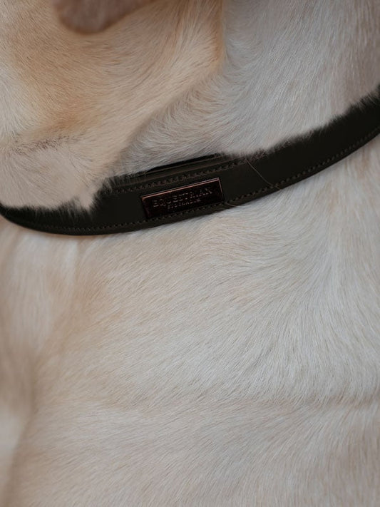 Dog Collar Clean Moonless Night