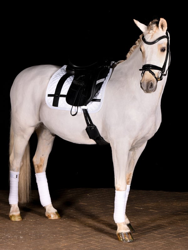Dressage Saddle Pad No Boundaries White Cob