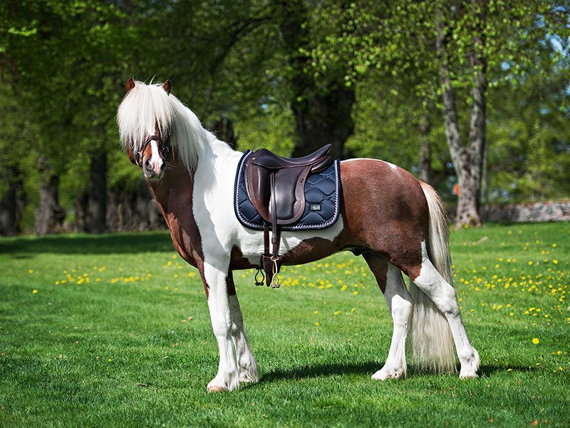 Dressage Saddle Pad Midnight Blue Cob