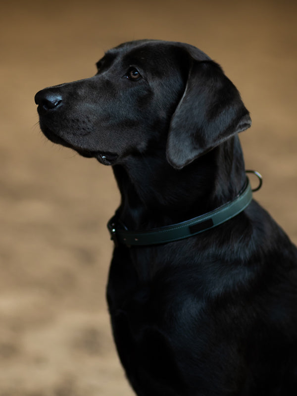Dog Collar Clean Sycamore Green