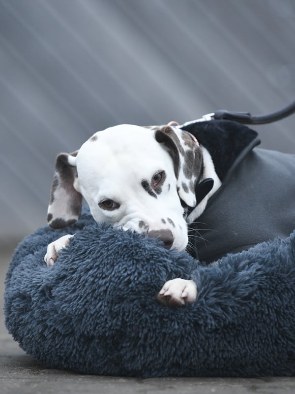 Dog Bed Dark Sky